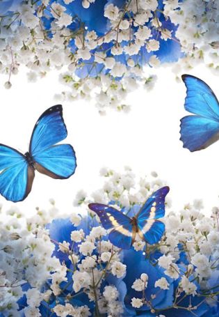 Бабочки голубого цвета
