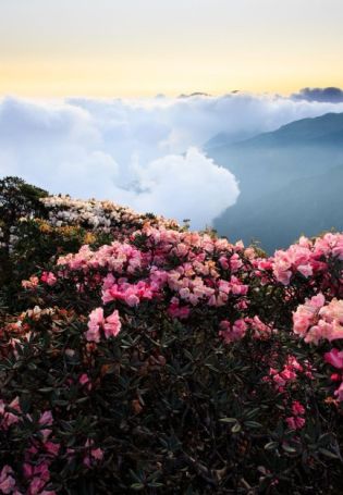 Красивая природа горы цветы