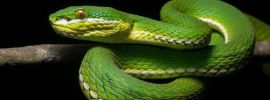 Зеленая кобра змея