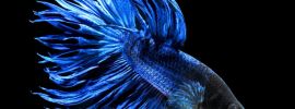 Бойцовая рыбка синяя
