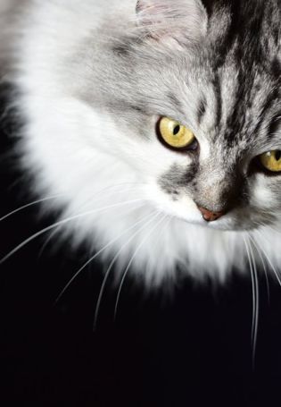 Серый пушистый котенок
