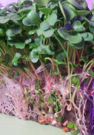 Кольраби фиолетовая микрозелень