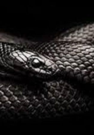 Черная змея с желтыми глазами