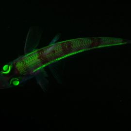 Глубоководные светящиеся рыбы