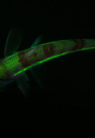 Глубоководные светящиеся рыбы