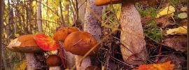 Белые грибы в осеннем лесу