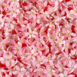 Мелкие розовые цветы