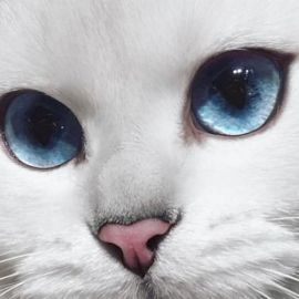 Серая кошка с голубыми глазами