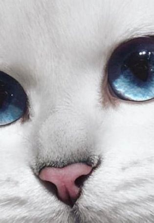 Серая кошка с голубыми глазами