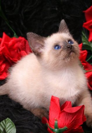 Котенок с цветочком