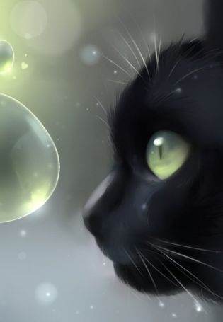 Черная кошка с синими глазами