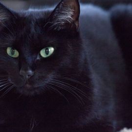 Анатолийская кошка черная