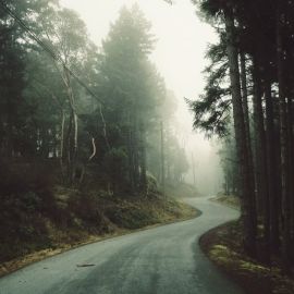 Обои лес дорога