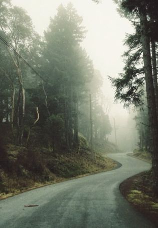 Обои лес дорога