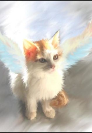 Котик с крыльями