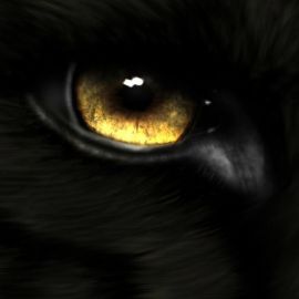 Страшный взгляд волка
