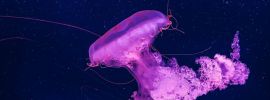 Бокаловидные медузы