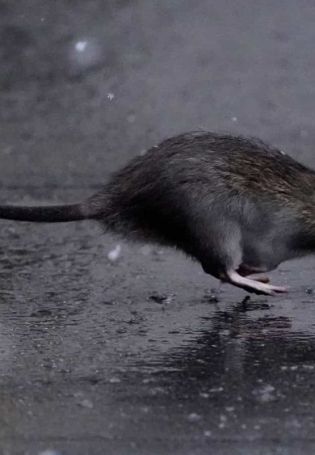 Самая страшная крыса в мире