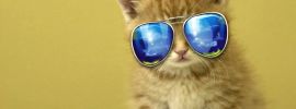 Котик в солнечных очках