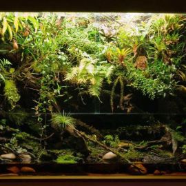Красивые аквариумы с растениями