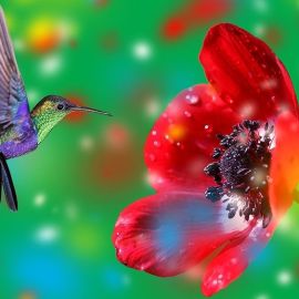 Самые красивые колибри