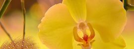 Орхидея желто зеленая