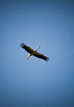 Птица в полете вид сверху