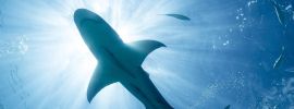 Обыкновенная серая акула