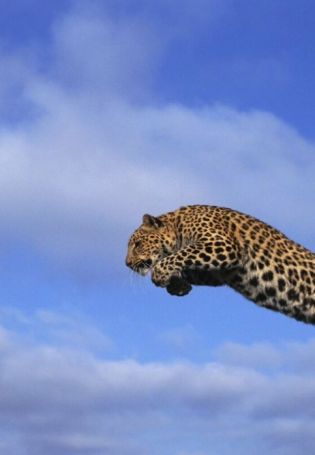 Леопард в прыжке