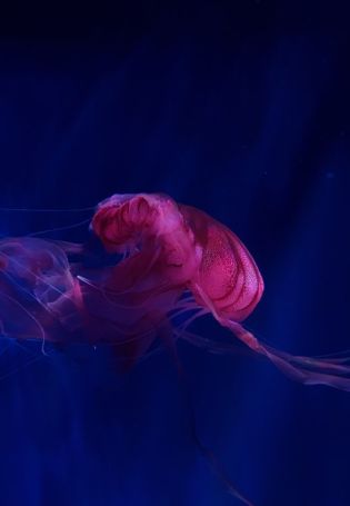 Кровавая медуза