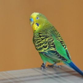 Волнистый попугай арлекин