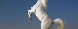 Белая лошадь с развевающейся гривой
