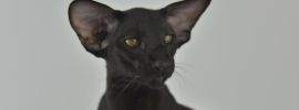 Ориентал кошка черная