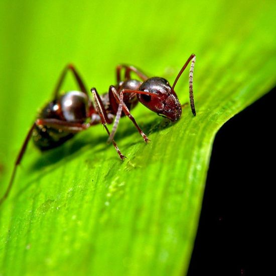 Три муравья
