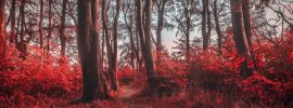 Темный красный лес