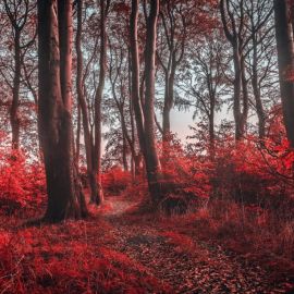 Темный красный лес