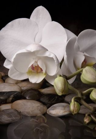Орхидея пуаро