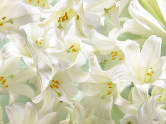 Белые цветы с зеленой серединой