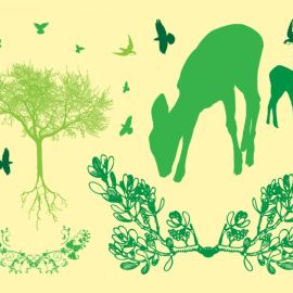 Мир животных и растений