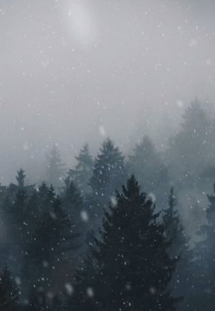 Туманный лес обои