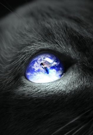 Кот с космосом в глазах