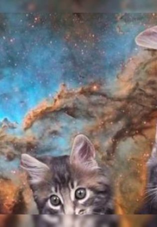 Коты в космосе обои