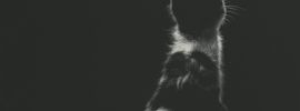 Черный кот в профиль