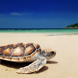 Черепаха на песке