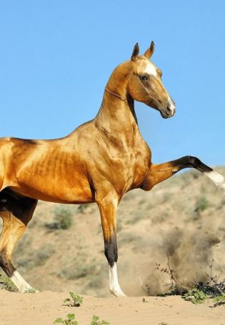 Ахалтекинец лошадь
