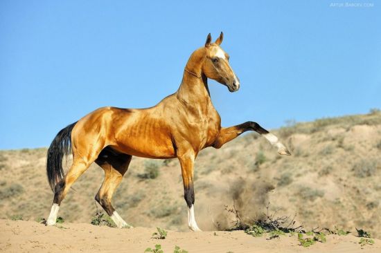 Ахалтекинец лошадь