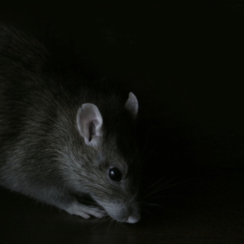 Черная крыса без хвоста