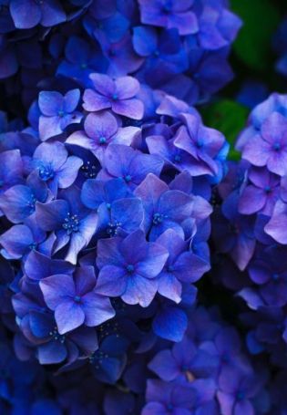 Обои синие цветы