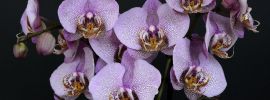 Орхидея интрига