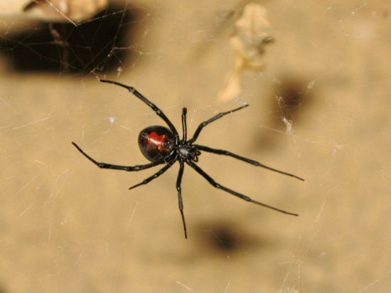 Красно коричневый паук